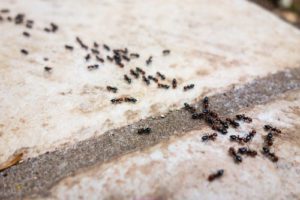 ants infestations pest control