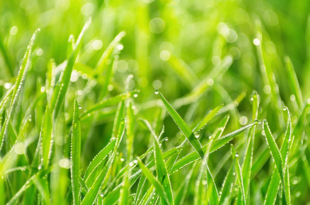 green healthy grass
