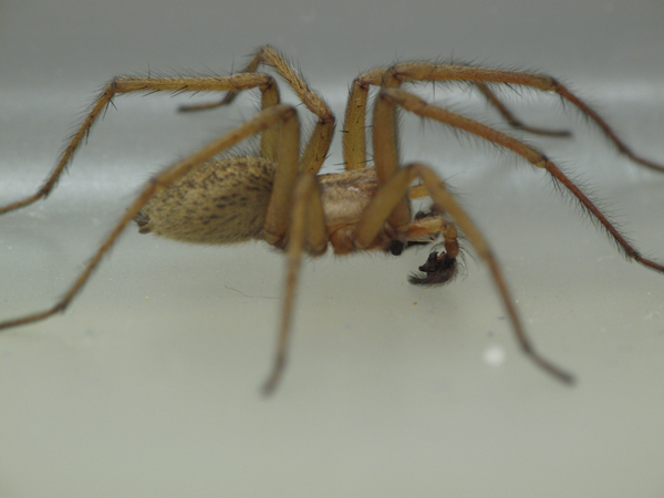 hobo spiders utah | Stewarts Lawn