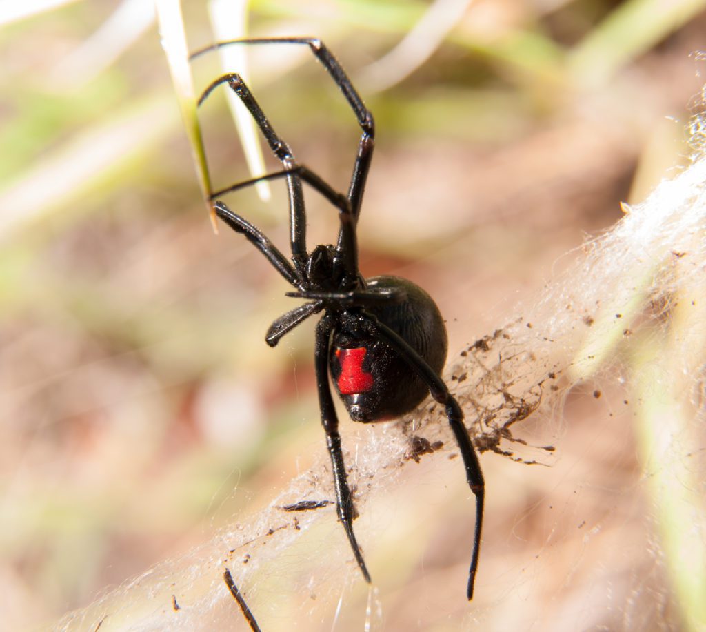 Black Widow Spider Outdoors With Her Red Hourglass Marking Visible On