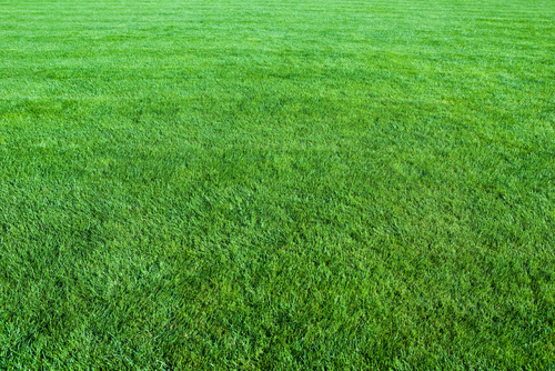 weed free lawn