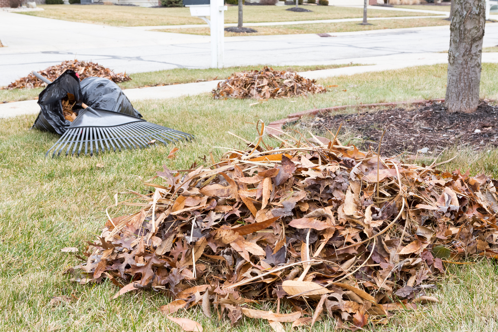 piles of leaves on grass in fall with a rake in the background