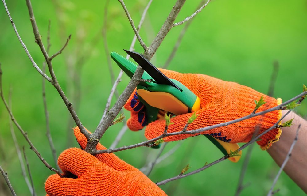 pruning tree with gloves