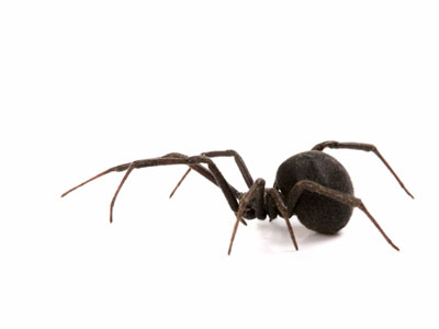 Black widow pest control | stewarts Lawn care