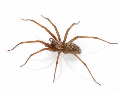 hobo spider exterminator | Stewarts Lawn Care