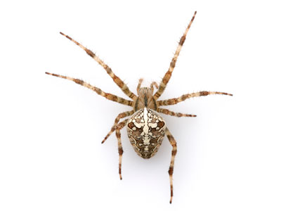 garden spider exterminator | Stewarts Lawn Care
