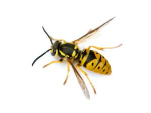 yellow jacket wasps in utah