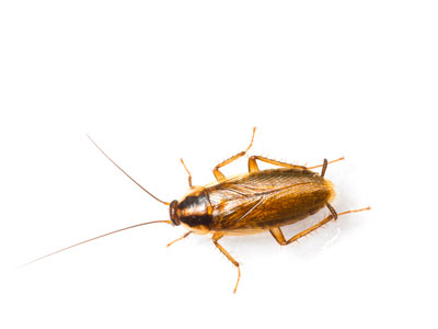 cockroach exterminator | Stewarts Lawn Care