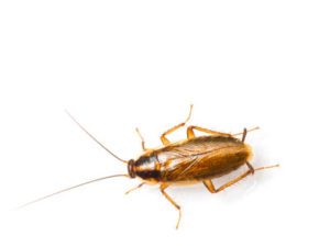 Cockroach Removal & Pest Control in Utah | Stewart's