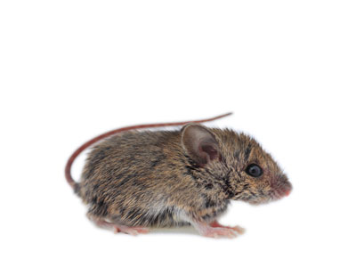 house mice exterminator | Stewarts Lawn Care