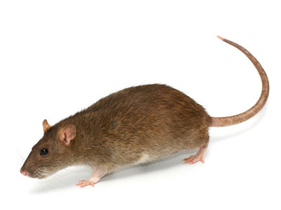 rat exterminator | Stewarts Lawn Care