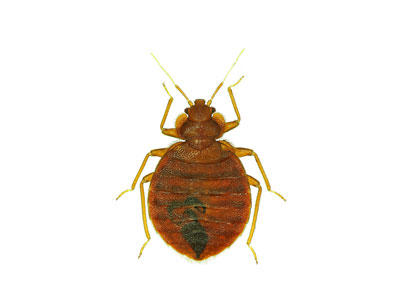 bed bug exterminator | Stewarts Lawn Care