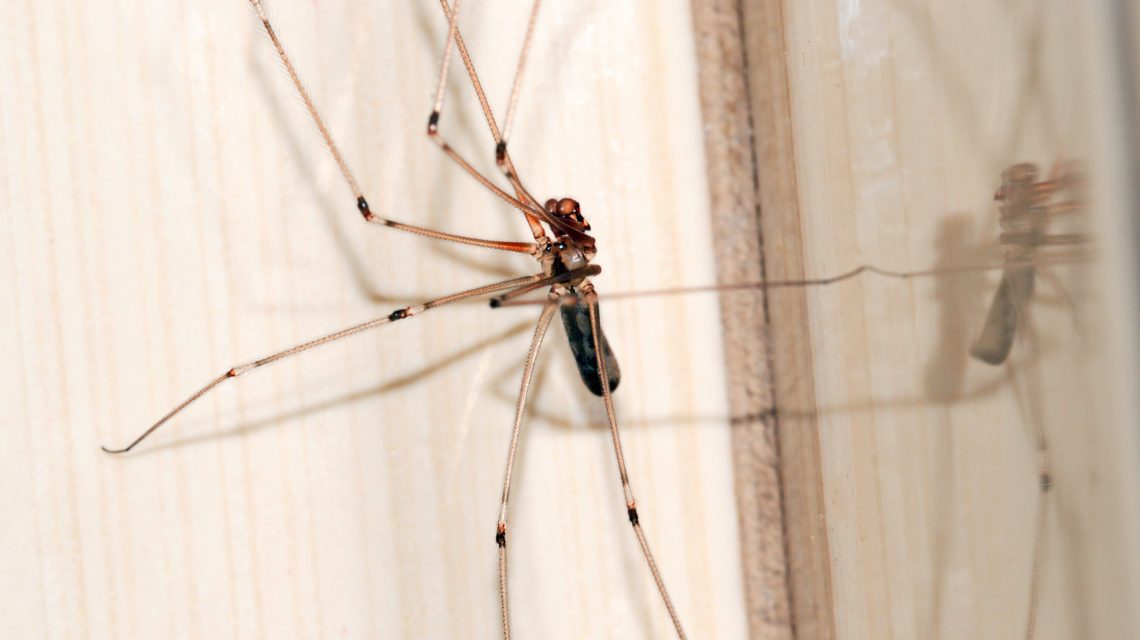 Close-up of cellar spider/daddy long leg