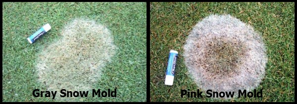 Gray snow mold and pink snow mold