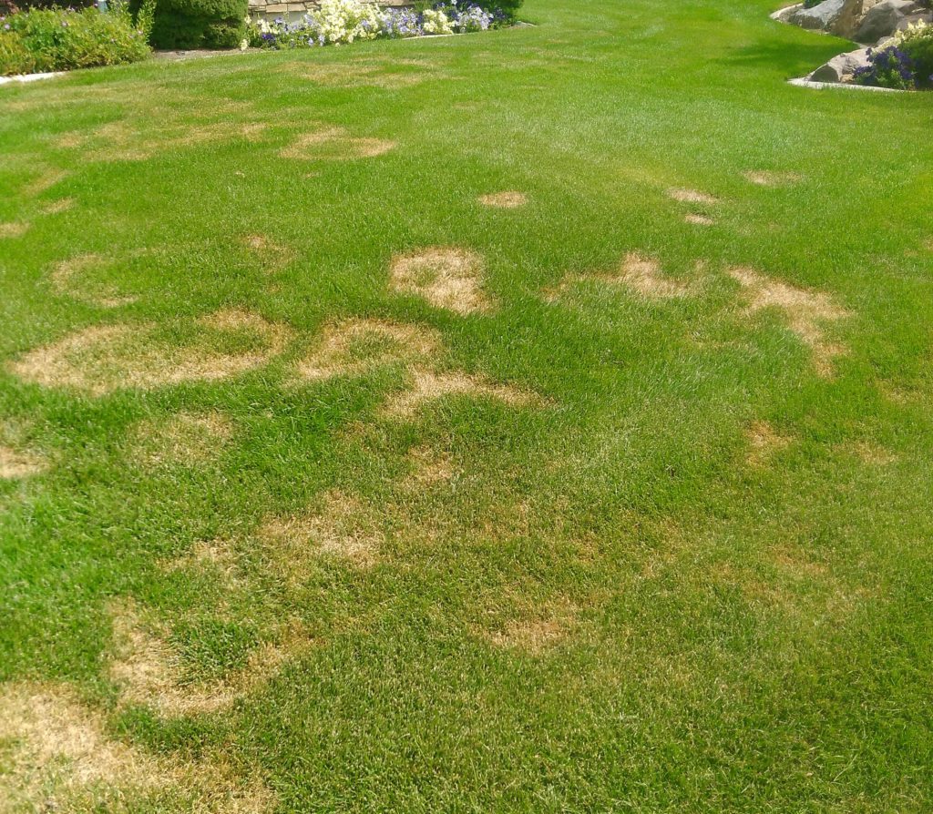 Yellow Lawn Rings: Fixing Necrotic Ring | Stewart's Lawn