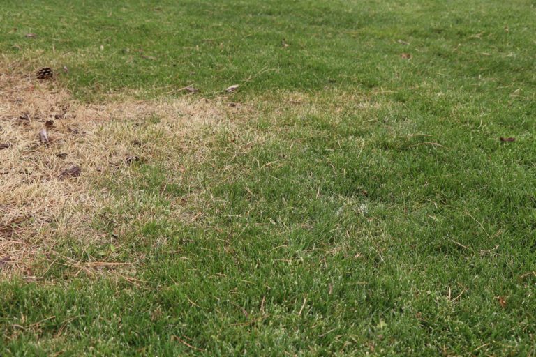 Why Your Lawn is Yellow and How to Fix it | Stewart's Lawn