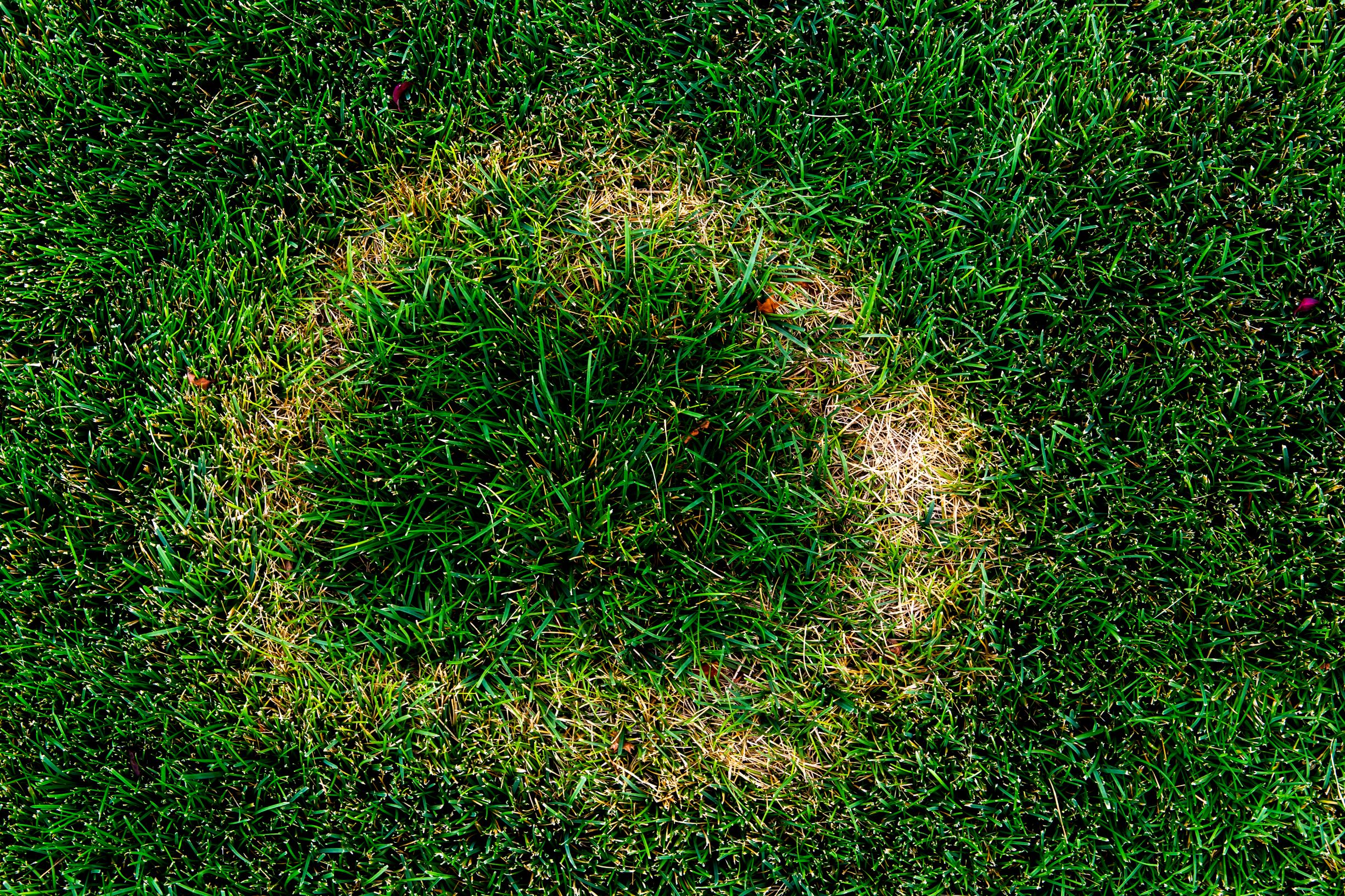 necrotic ring spot fungus in a Kentucky Bluegrass lawn