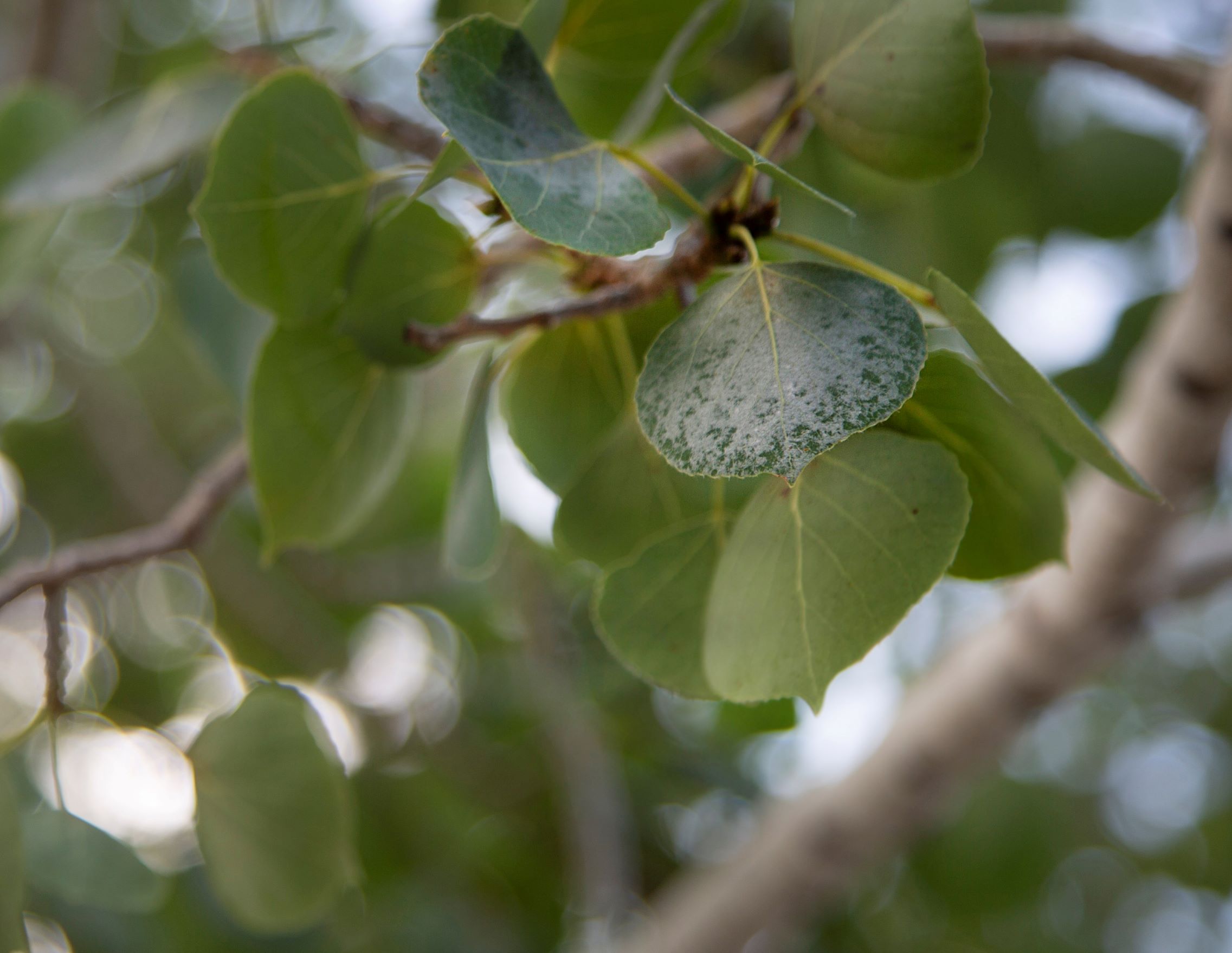 Powdery Mildew on an Aspen Tree Leaf
