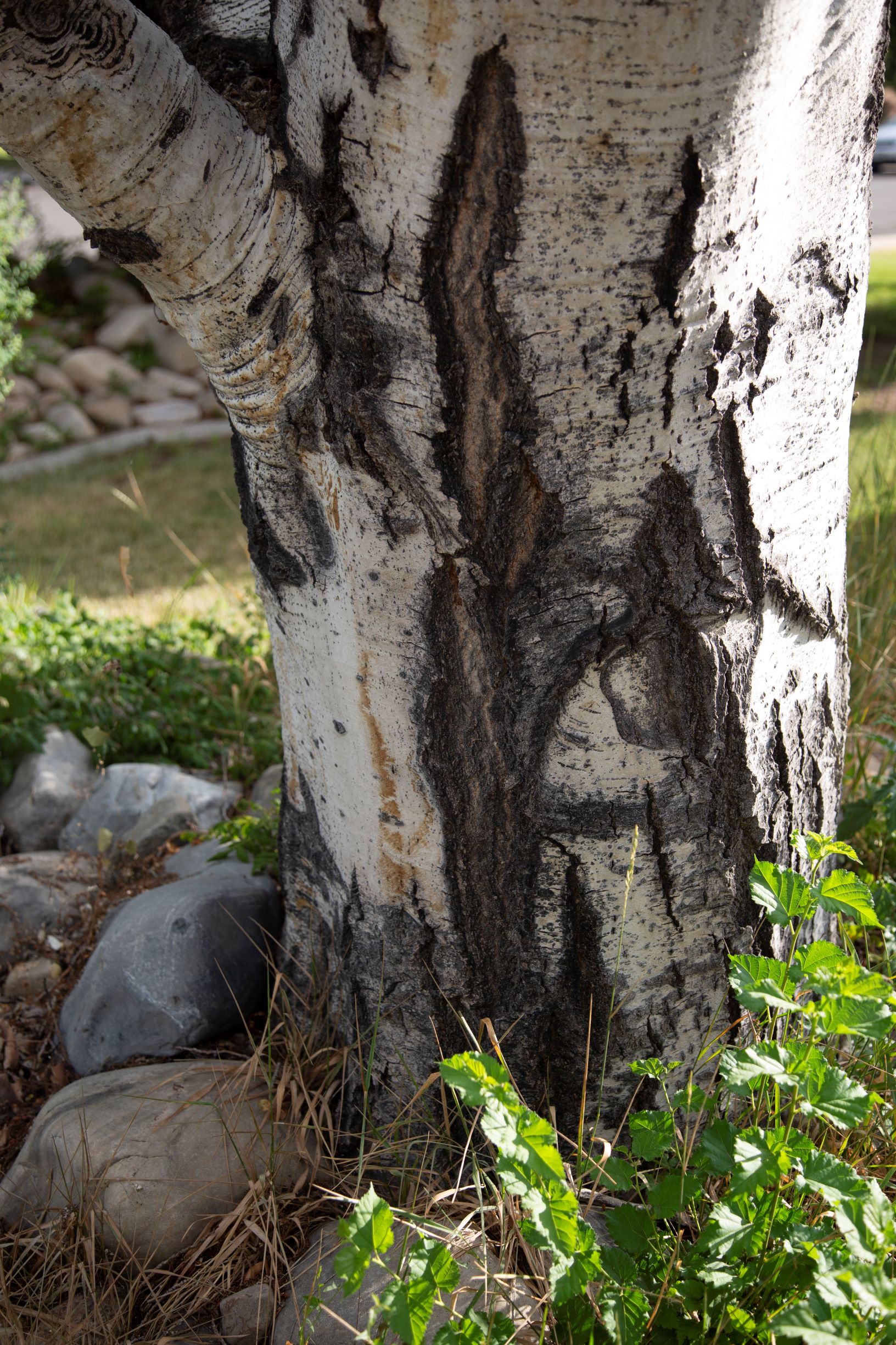 Sunscald Damage on an Aspen Tree