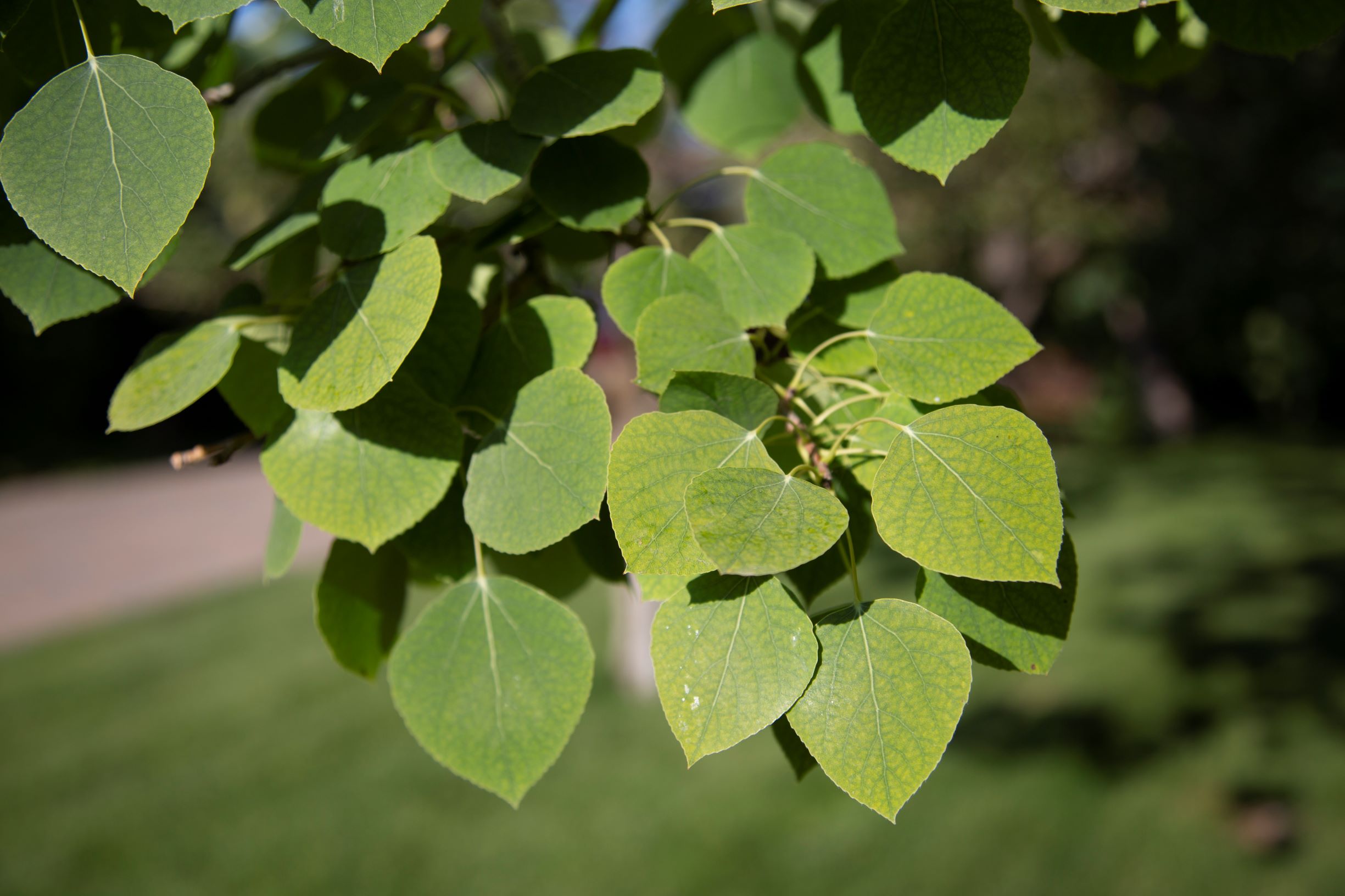 Early Stages of Iron Chlorosis on an Aspen Tree