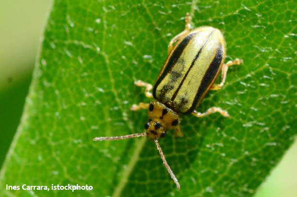 elm leaf beetle by ines carrara Xanthogaleruca luteola