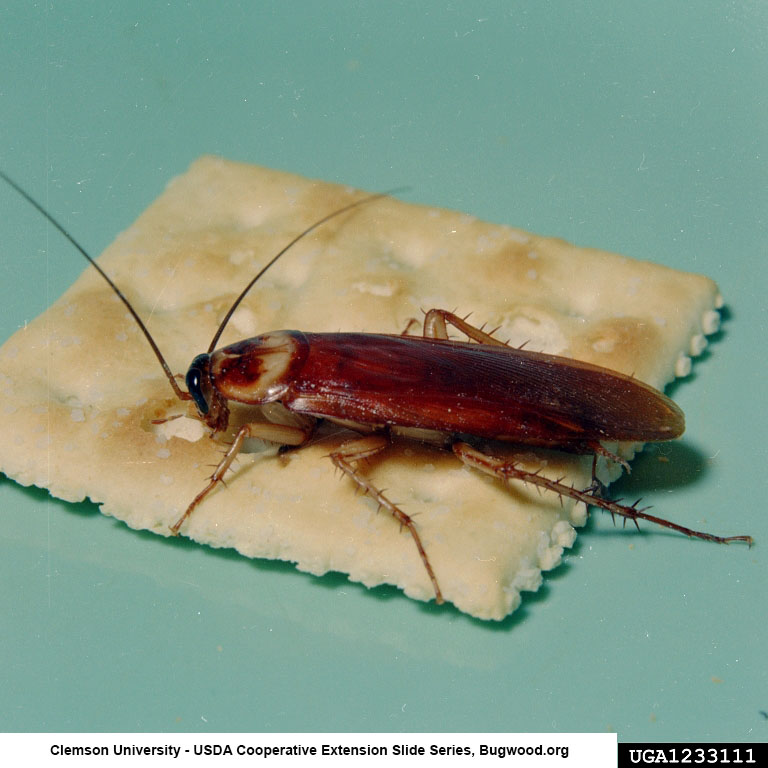 American Cockroach 