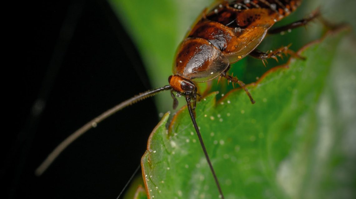 Cockroach on leaf