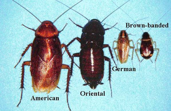 Cockroach Species in Utah