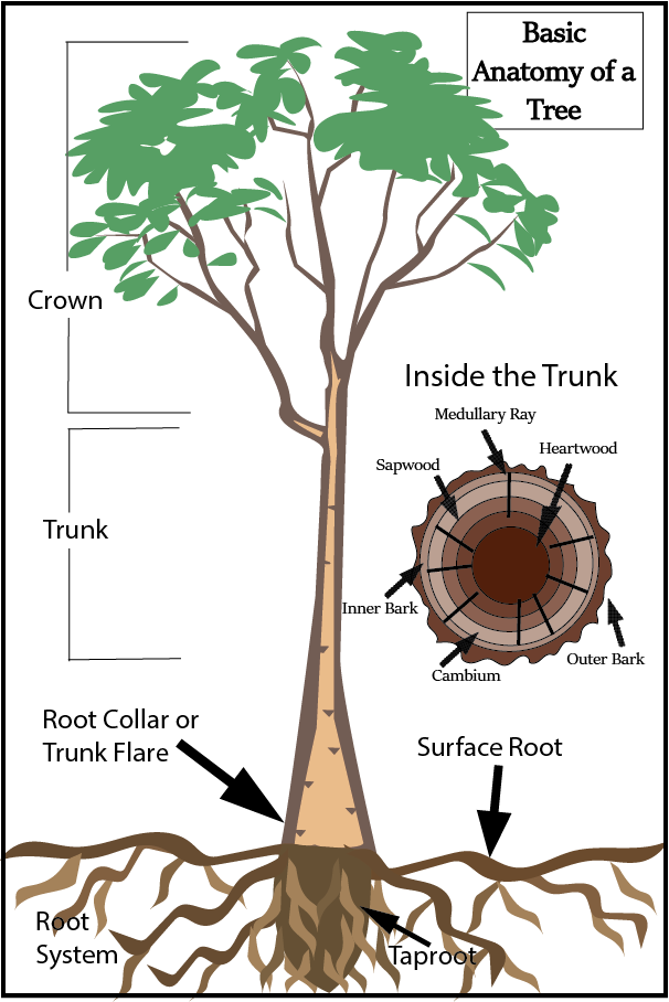 Basic Tree Anatomy