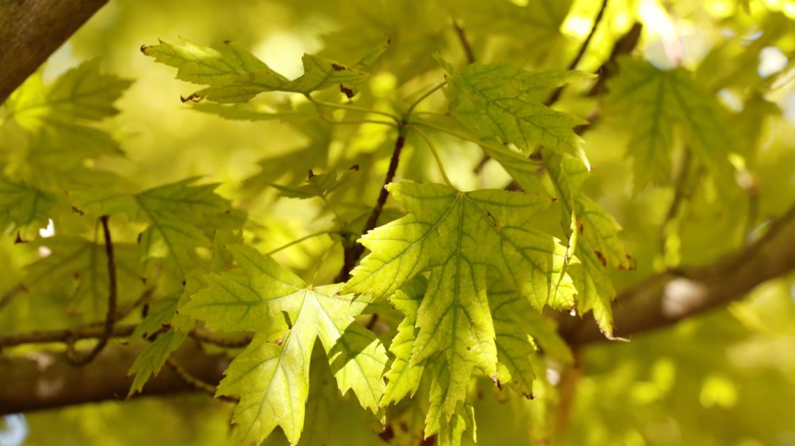 Maple Leaves with Iron Chlorosis