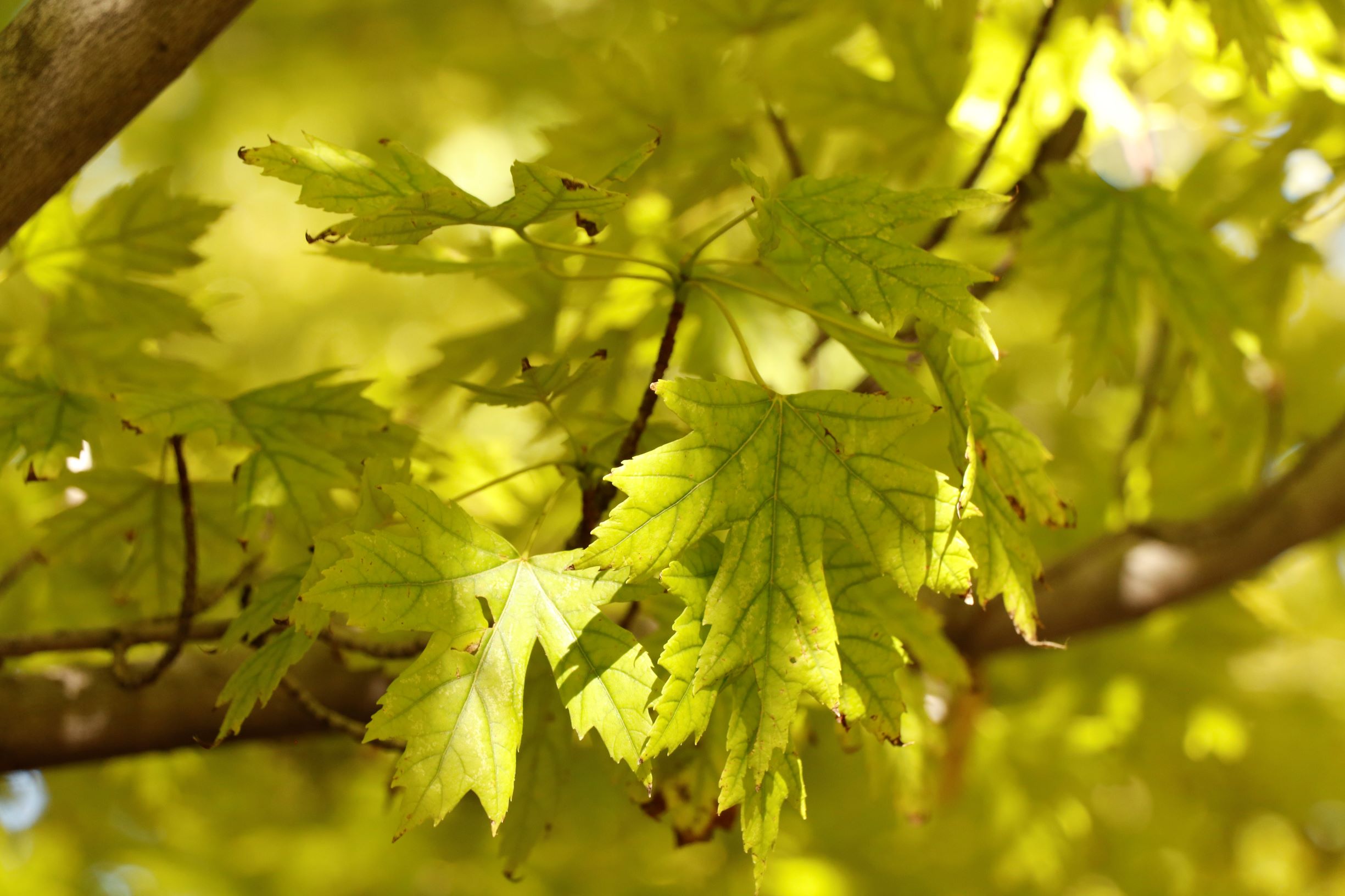 Maple Leaves with Iron Chlorosis