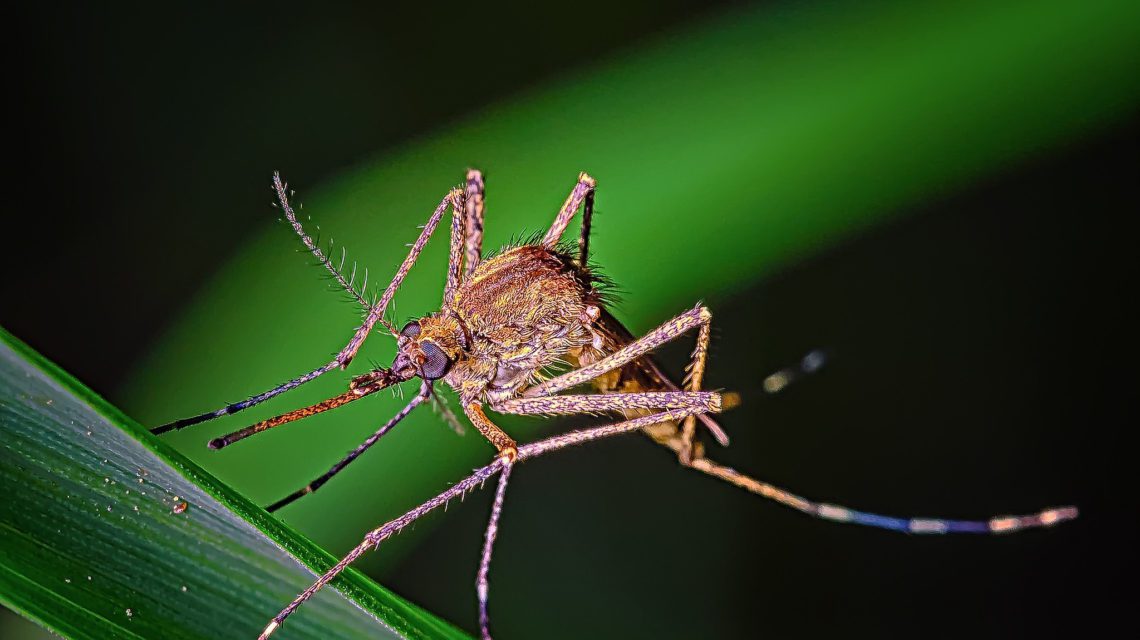 mosquito on a grassblade