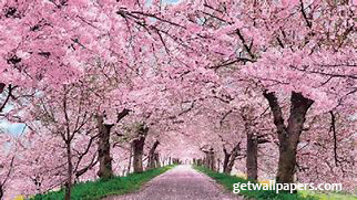 japanese cherry blossom trees
