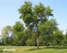 green ash tree