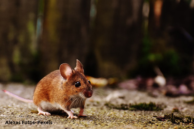 Alexas-fotos-pexels-deer mouse