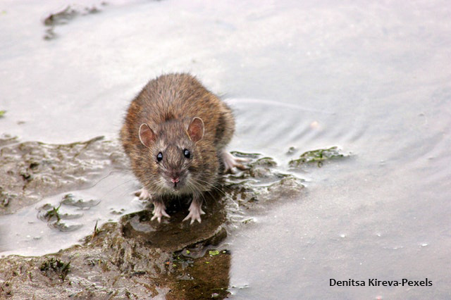 rat standing on mud near water