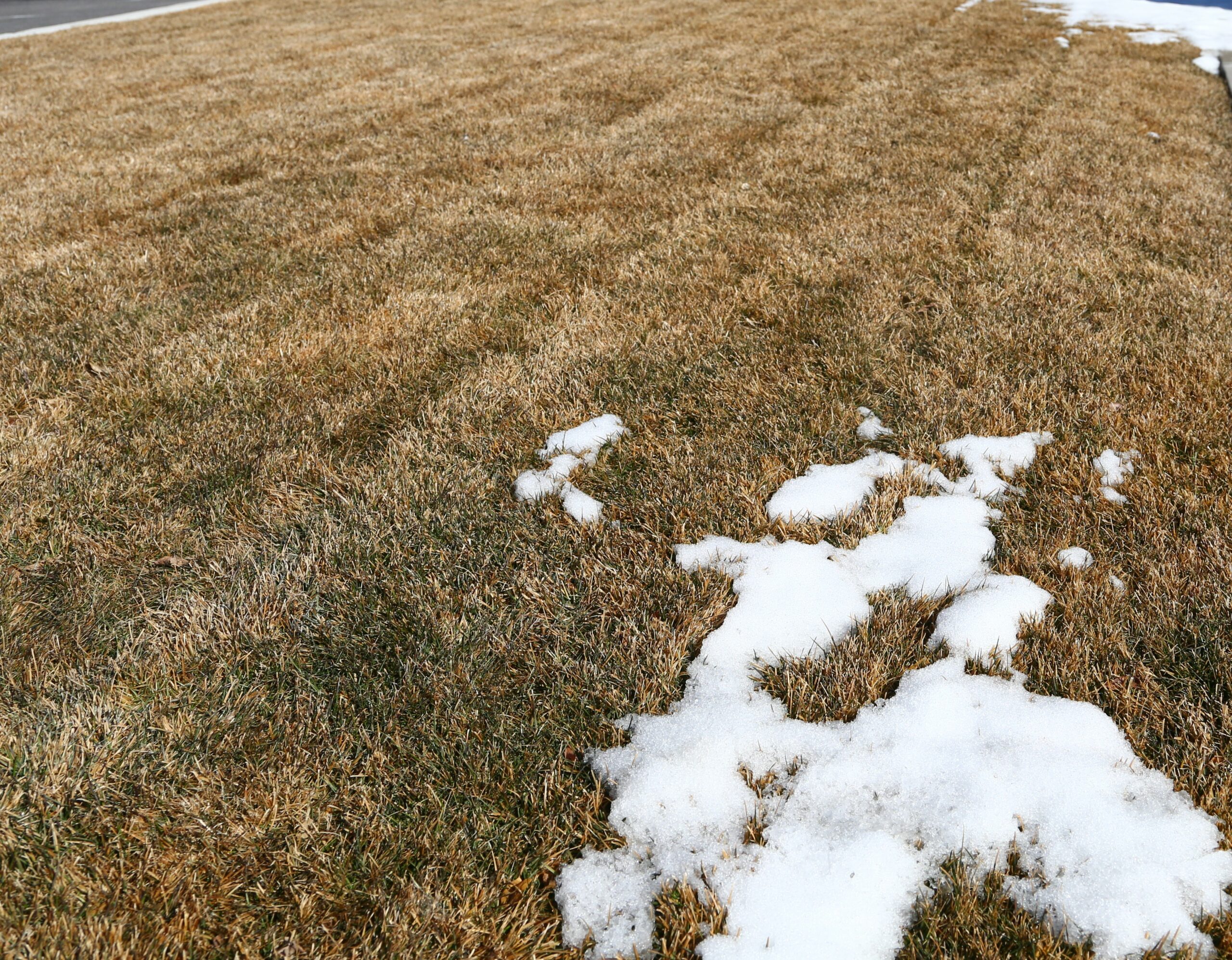 dormant early spring lawn