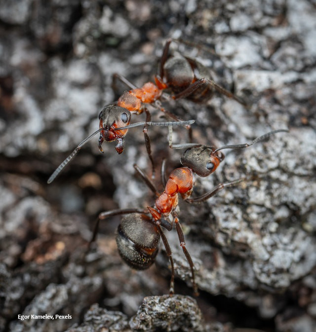 field ants