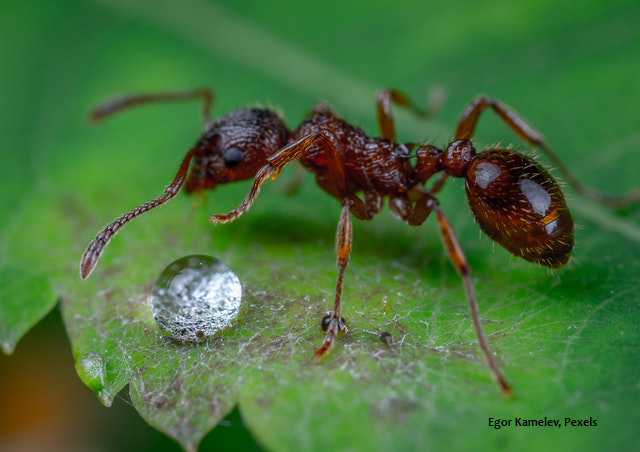 harvester ant
