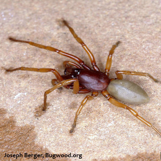 Your Guide to 8 Common Spiders in Utah | Stewart's Pest