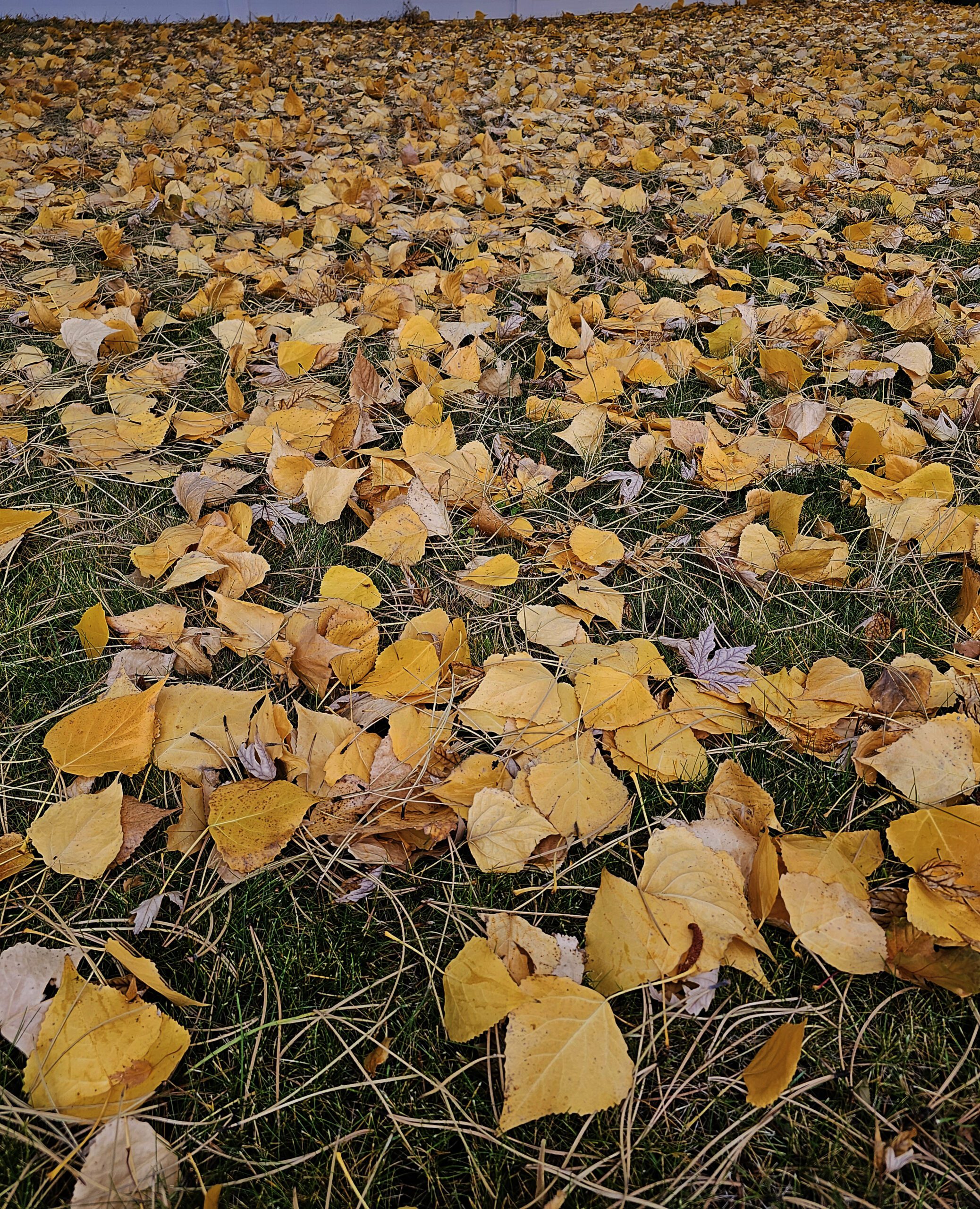 Fall Leaf Cleanup Tips and What To Do With Raked Leaves