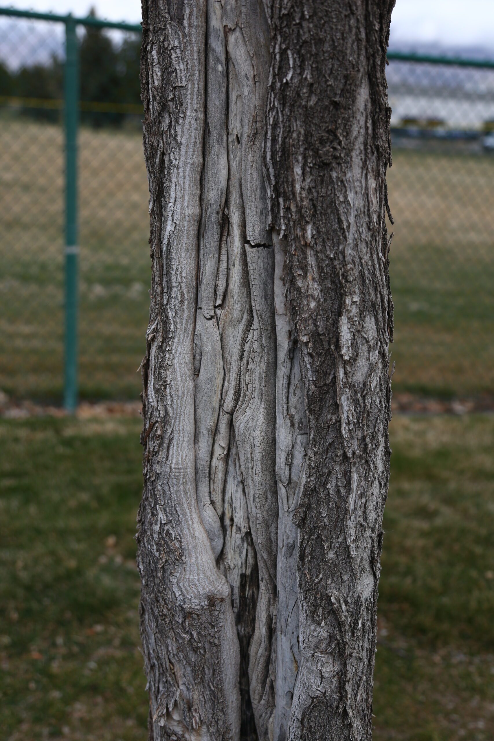 closeup of sunscald damage on a tree trunk