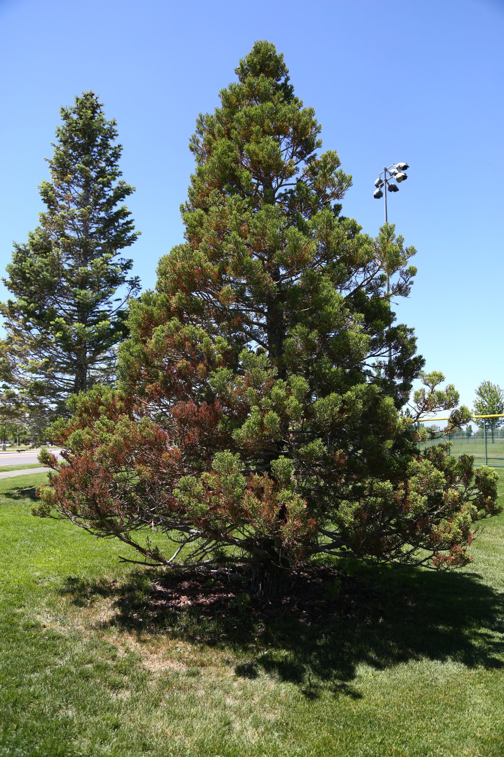 evergreen tree with brown, dying needles on one side