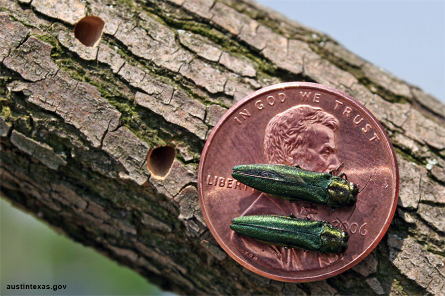 emerald ash borer on a penny, next to eab holes in a tree branch