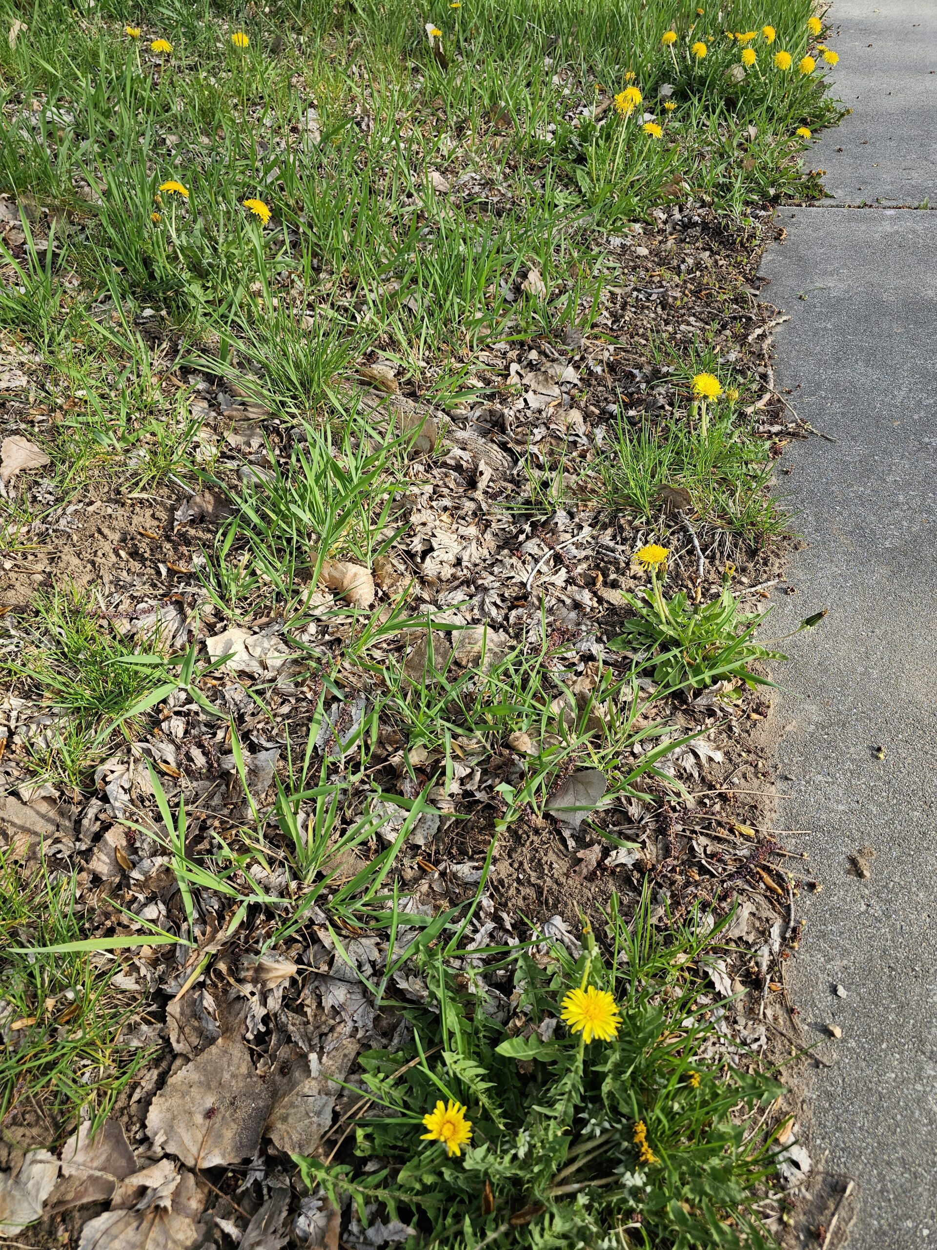 weed-filled lawn with a dead patch